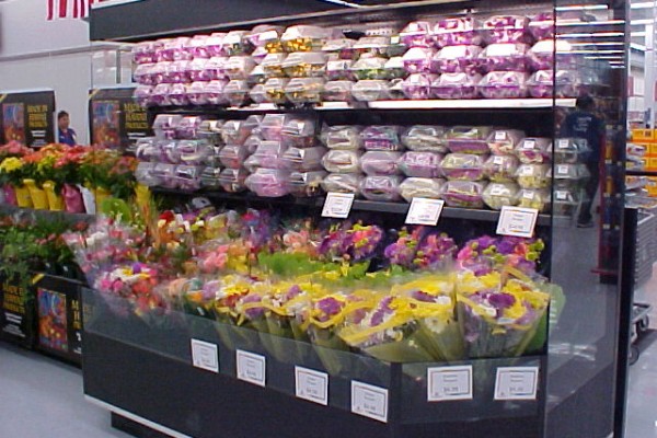 Open flower display case with flip-up conversion shelving - Borgen